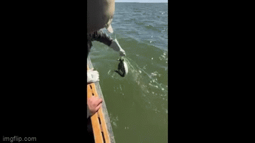 Clip: Chim mắc lưới được ngư dân giải cứu