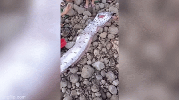 Clip: “Cá dự báo động đất” chết dạt vào bờ biển ở Philippines