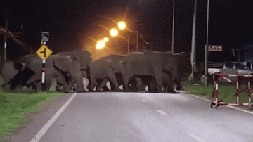 Clip: Đàn voi 50 con tấn công ngôi làng Thái Lan