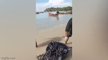 Clip: Giải cứu rùa biển bị mắc kẹt trong lưới và dính đầy dầu