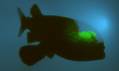 Clip: Sinh vật biển sâu kỳ lạ với cái đầu trong suốt và đôi mắt xoay tròn